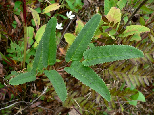 {Sanguisorba canadensis}